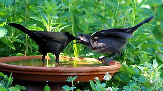 Juvenile Grackle Being Fed