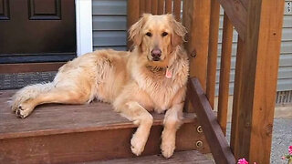 Golden Retriever Wants To Play With Lions On TV