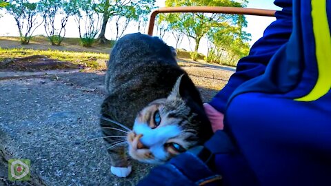 When I sat down the stairs in the park, a stray cat came to be stroked