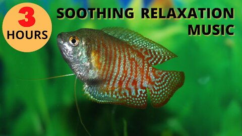 Relaxation Music, 3 Hours of Beautiful And Soothing Fish Tank Music