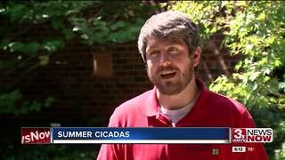 Summer Cicadas