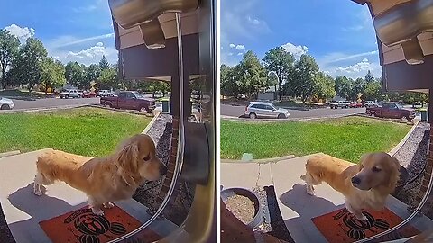 Dog escapes yard to visit doggy neighbors