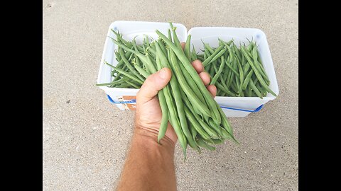 Picking Kentucky Blue Pole Beans 7/17/24