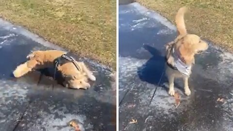 Golden Retriever Tries To Go Swimming On Patch Of Ice