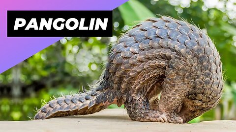 Pangolin 🦔 The Most Trafficked Mammal