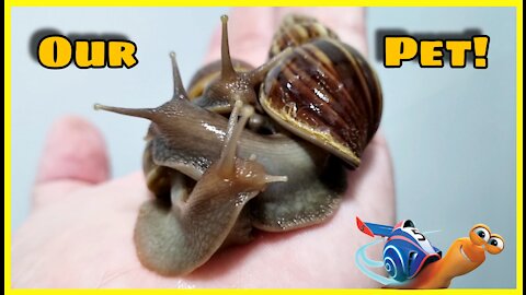 Our Pet Snails!