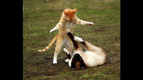 cat fight scenes