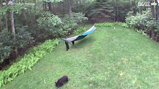 Bear cubs have great fun playing on backyard hammock