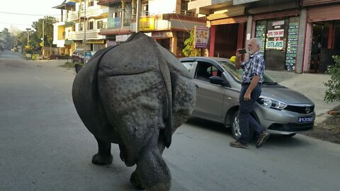 Wild rhino at city