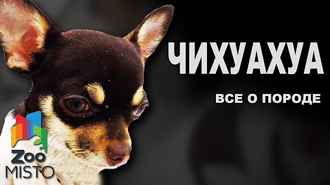 Chihuahua - All about the breed