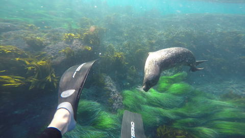 One-eyed baby seal loves to swim with divers