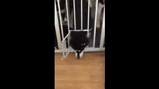 Clever huskies escape gate with ease