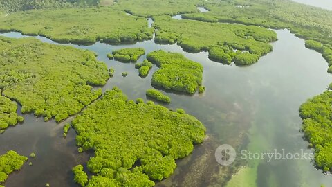 Mystical Mangroves: The Unique Ecosystem of Coastal Jungles