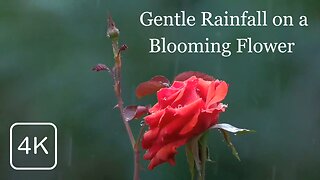 4 Hours of Gentle Rainfall on a Blooming Flower 🌧️🌼