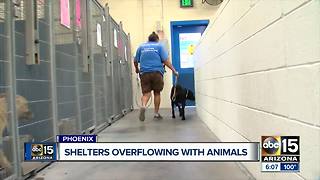 Maricopa County shelters overflowing with animals