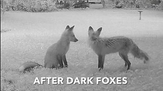 After Dark Foxes