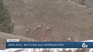 Fish and Game says elk depredation prevention efforts are working