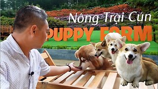 Nông Trại Cún và vườn cà chua ngon mê ly tại Puppy Farm Đà Lạt