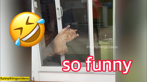 Funny Animal Videos Compilation (2022) 🐶🐱🤣🥰 #14