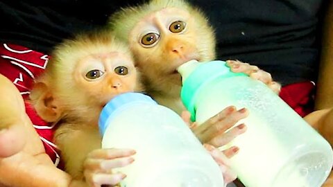 Baby Monkey Favorite Big Bottle Milk