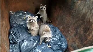 Guaxinins filhotes são encontrados dentro de lixo em Nova Iorque