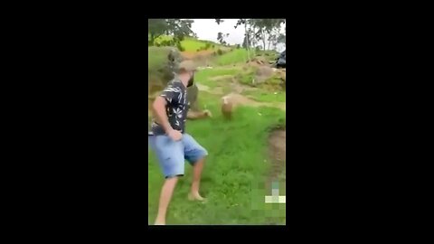 funny sheep attack