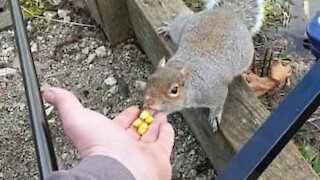 Squirrel bites the hand that tries to feed it