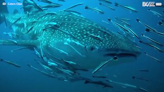 Hvalhai, den helt ufarlige giganten i havet