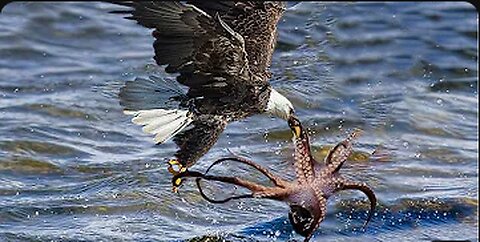 Eagle Dies While Hunting Octopus In The Ocean