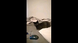 Watching My Cat's Reaction