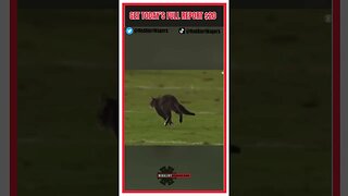 Spooky Halloween Cat Takes Over NFL Football Field