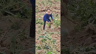 CASSAVA HARVEST THAILAND #shorts