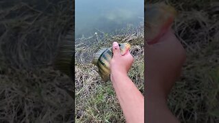 Mayan Cichlid catch