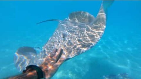 Un plongeur nage parmi les raies à Bora-Bora