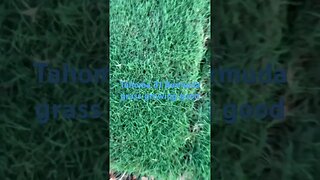 #viral #lawn #mowing #grass #bermuda #lawncare #tahoma #home #hybrid #dog #diy #shorts #short