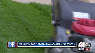 Tips from Toby: protecting against heat stress