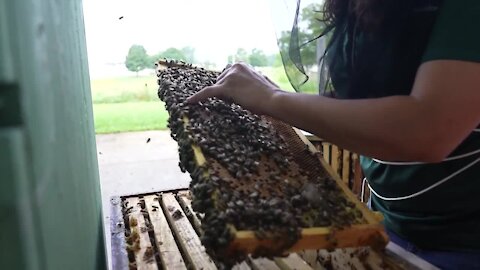 Michigan State gives pollinator-related research a new home with Pollinator Performance Center