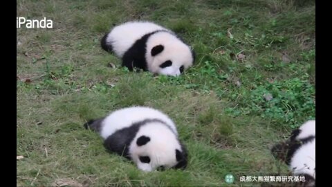 cute! Panda dumplings are going to be sunburned
