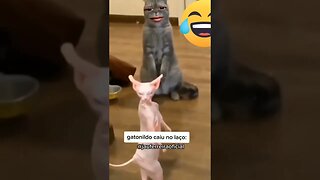 gatonildes você bateu no meu filho