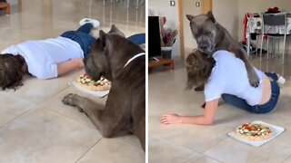 Smart dog doesn't fall for owner's pizza challenge