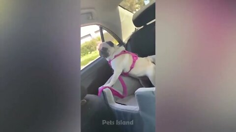 Funny Dog Reactions: Hilarious Pets Who Are Confused By Life| Pets Island