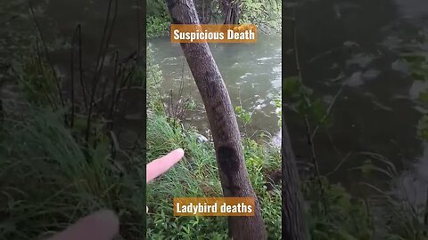 20 bodies pulled from LadyBird lake Austin Texas #truecrime