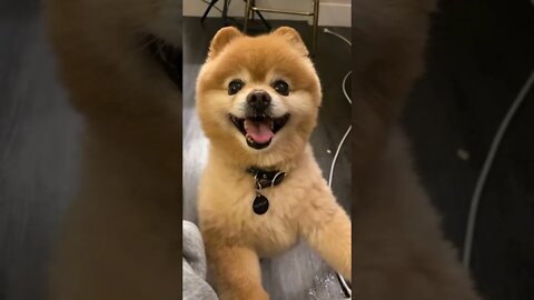 Puppy cam with CHARLEY THE POM!!