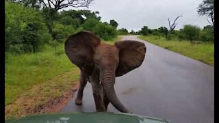 Cucciolo d'elefante sfida l'auto e mostra chi è che comanda