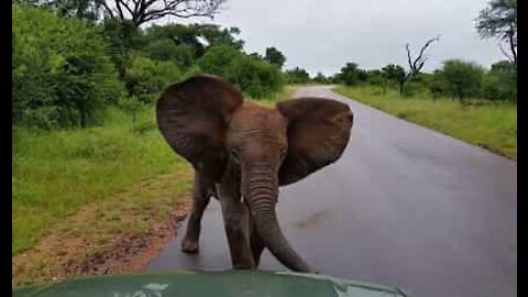 Cucciolo d'elefante sfida l'auto e mostra chi è che comanda