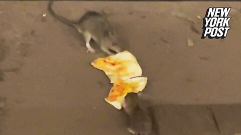 Pizza rats play tug-of-war with a cheese slice on NYC subway tracks
