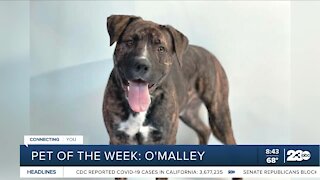 Pet of the Week: O'Malley