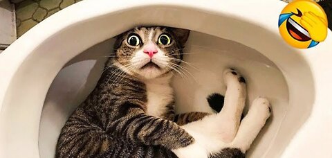 WHAT-HAPPENS-WHEN-CUTE-CATS-TAKE CARE 😼 FUNNY VIDEOS EVER 😹🤣🤣🤣