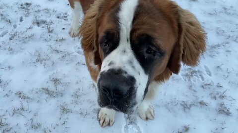 Running free- St. Bernards first day off restrictions