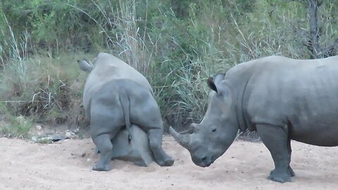 Two rhinos take turns to perform their hilarious-looking body scratches